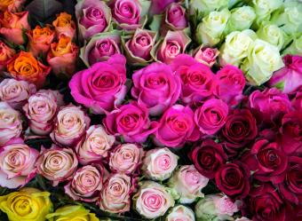 Meaning & Symbolism of Different Color Roses