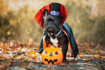 39 Cute Halloween Quotes to Celebrate All Hallows' Eve