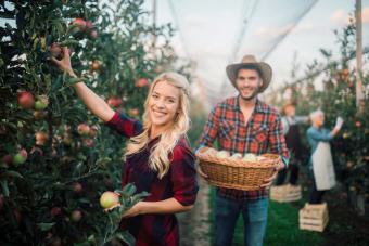 50+ Apple Picking Captions to Sweeten Up Your Instagram
