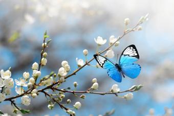 50 Beautiful Butterfly Quotes to Inspire You