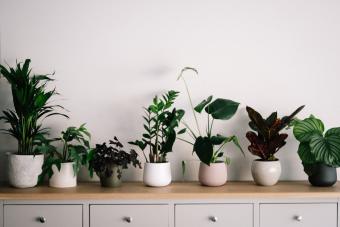 10 Gifts for the Plant Lover in Your Life