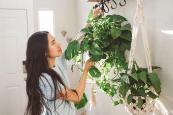 10 Indoor Climbing Plants to Grow Your Houseplant Jungle