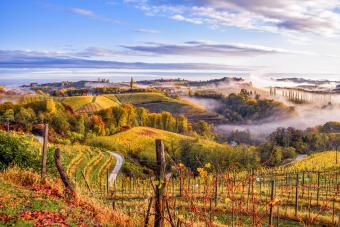 Slovenian Wine: Central Europe's Hidden Gem