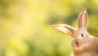 10 Fun Facts About Easter Everybunny Should Know