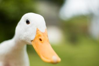 50 Duck Jokes for Wisequackers & Their Peeps