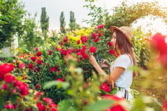 10 Red Rose Bushes That Will Level Up Your Garden
