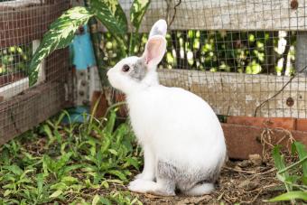 Rabbit-Proof Garden Fencing That Keeps Your Veggies Safe