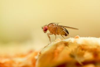 Get Rid of Fruit Flies for Good With Easy, Natural Methods