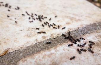 DIY Ant Killers That Really Work & Won't Harm Pets