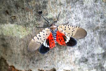How to Kill Lanternflies & Why You Should