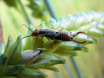 How to Get Rid of Earwigs & Protect Your Plants